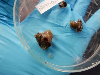 Media type: image;   Invertebrate Zoology 139285